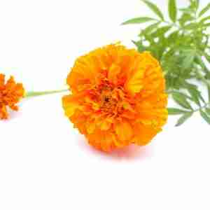 Calendula