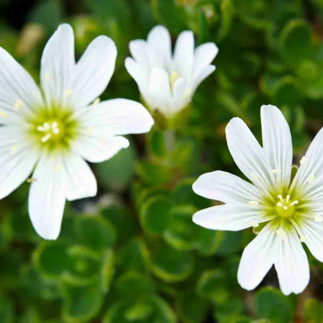 Chickweed